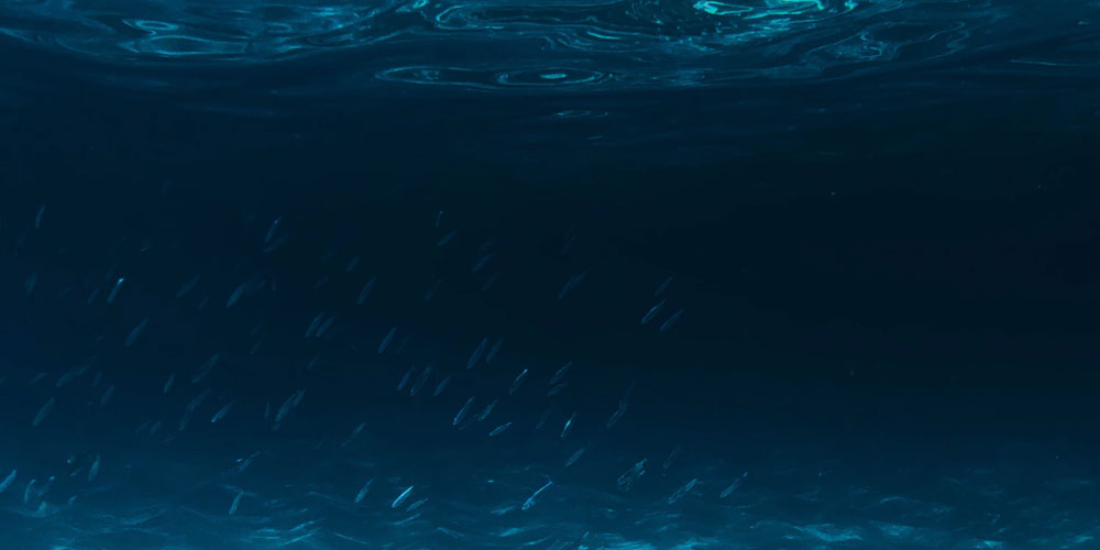 An underwater photo
