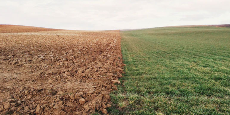A field split between dirt and grass