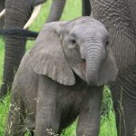 A baby elephant