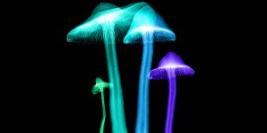 Neon mushrooms