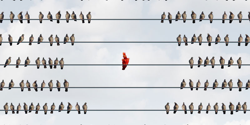 A red bird isolated on a wire
