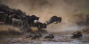 Animals stampede into a river